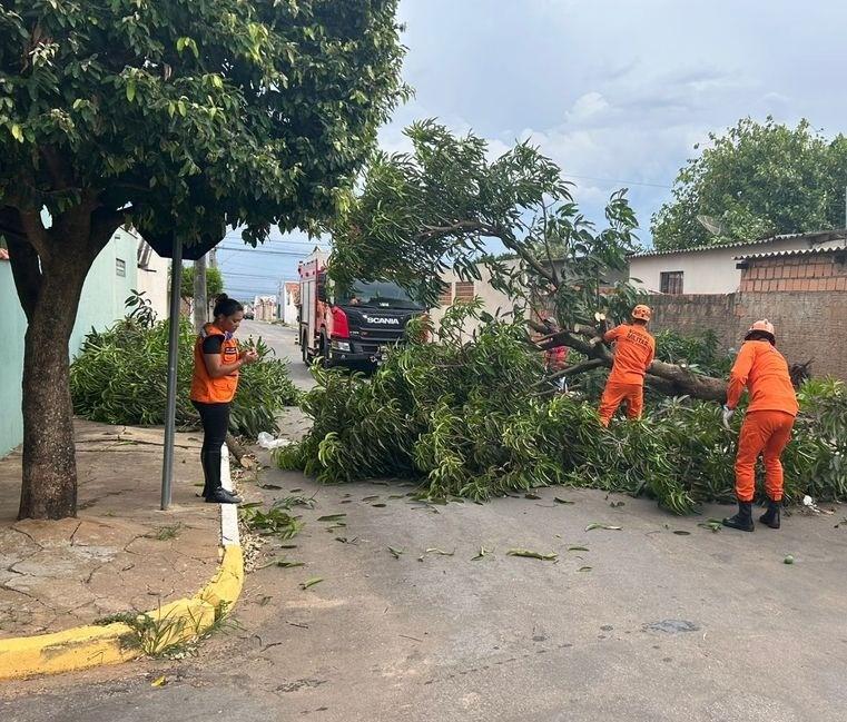 Defesa Civil Estadual orienta população sobre cuidados com árvores no período de chuvas intensas - 